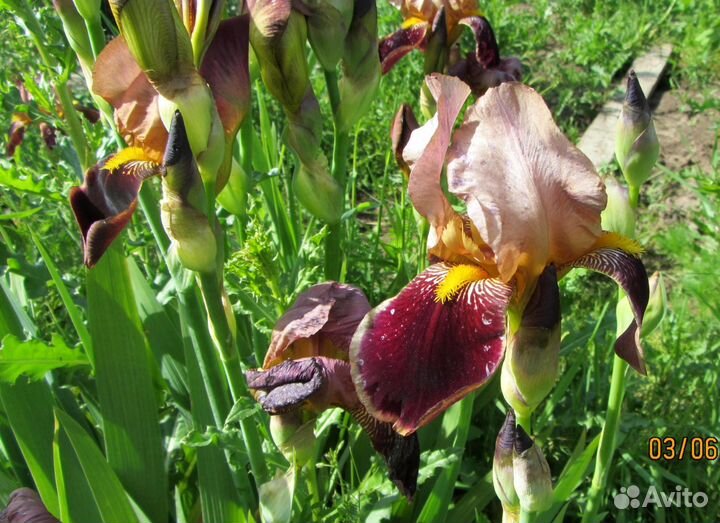 Ирисы бородатые разных сортов