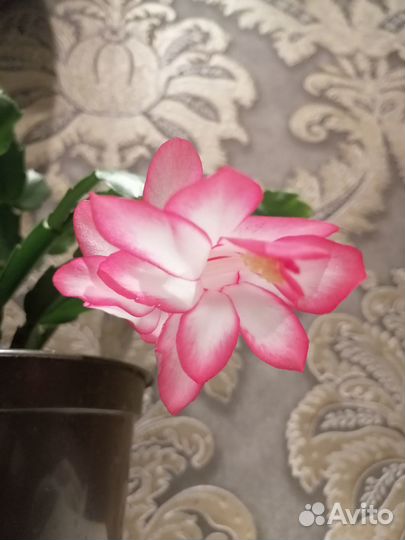 Декабрист Шлюмбергера