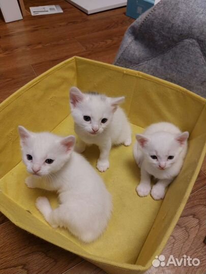 Котята белые