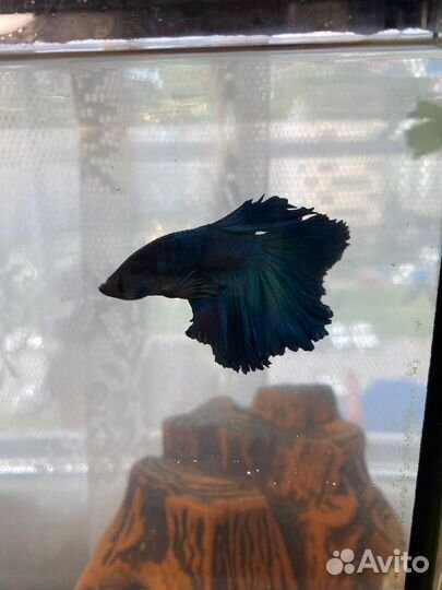 Аквариум с рыбкой
