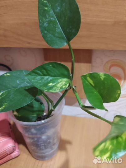 Монстера и др