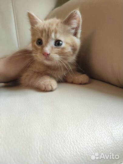 Котенок девочка 2 мес