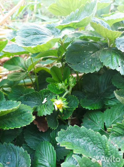 Саженцы клубники и земляники