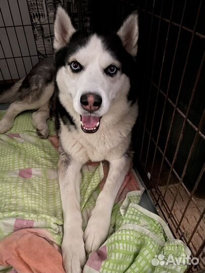 Клетка для собак №5 (1 дверь) 108x72x76 см