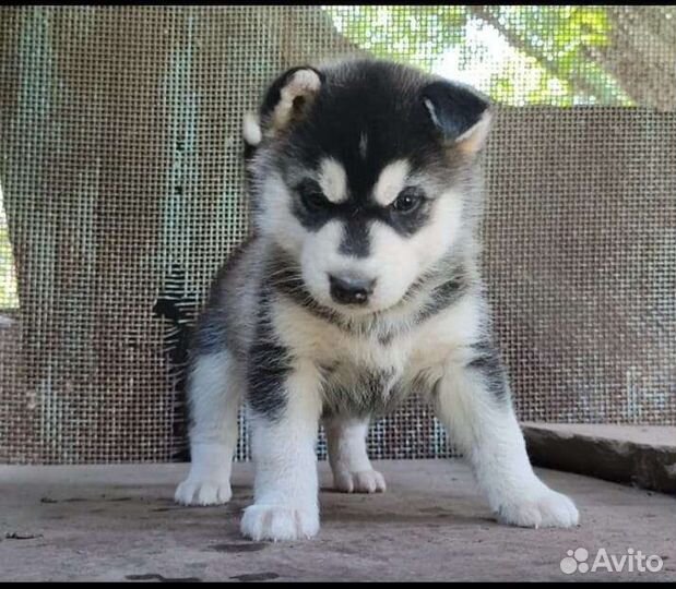 Щенки хаски