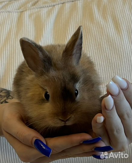 Карликовый кролик