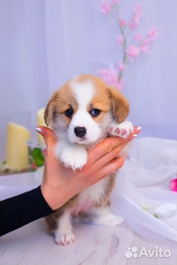 Вельш корги пемброк