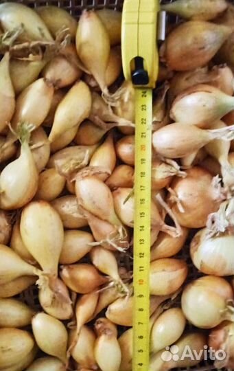 Лук-севок Жёлтый 