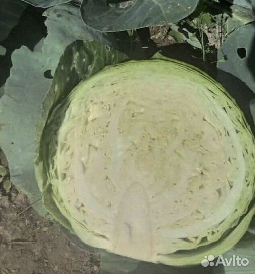 Капуста первый сорт молодой урожай оптом