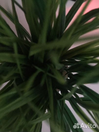 Осока искуственная в кашпо