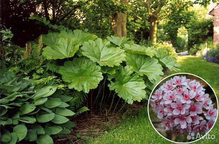 Продам многолетник для сада - Дармера щитовидная