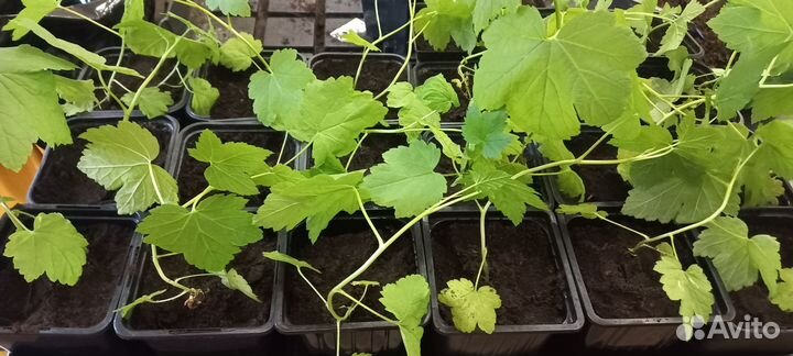 Продам саженцы смородины