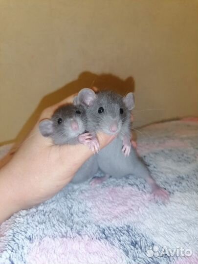 Крысята Дамбо крыса клетка