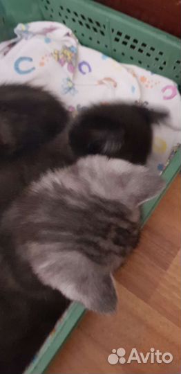 Британские котята