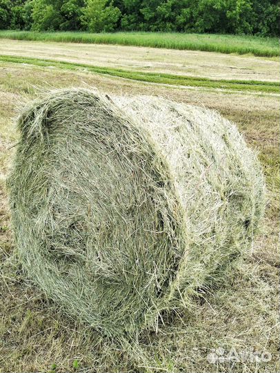 Сено 2023 года