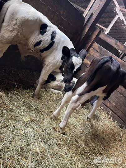 Бычки и телки. Привитые