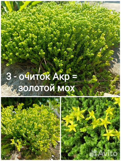 Цветы для сада