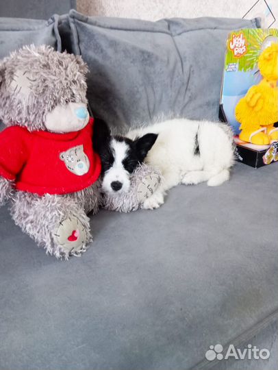 Щенок в добрые руки