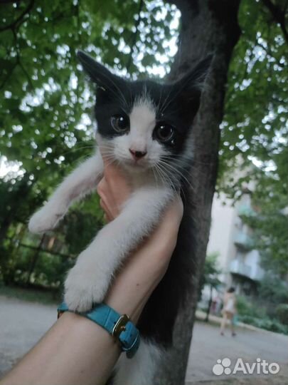 3 котёнка ч/б, со шляпкой, и 3-хцветная