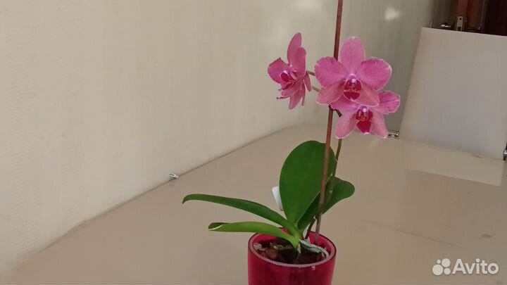 Орхидея фаленопсис Пират Пикоти мутация