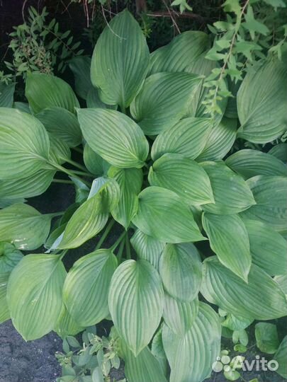 Хоста растение