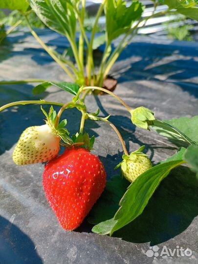 Саженцы клубники