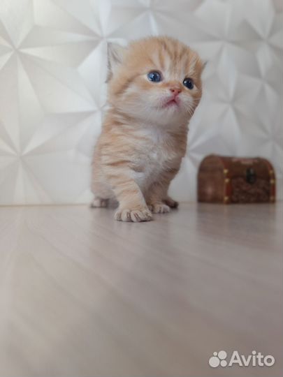 Золотые пушистики