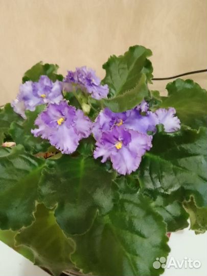 Листики сортовых фиалок и безымяшек