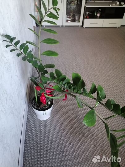 Замиокулькас