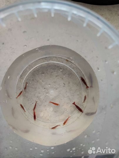 Креветки черри