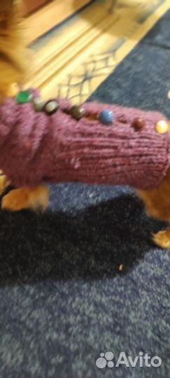 Свитерок для собачки