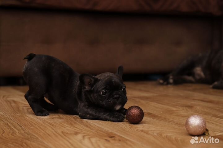 Французский бульдог щенки
