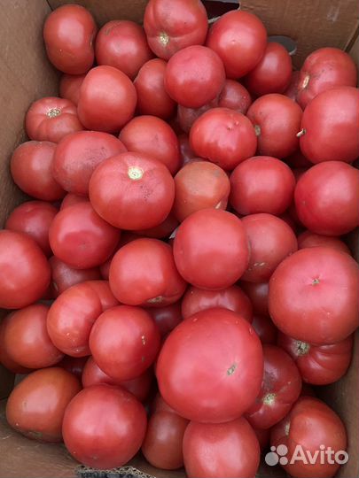Помидоры оптом