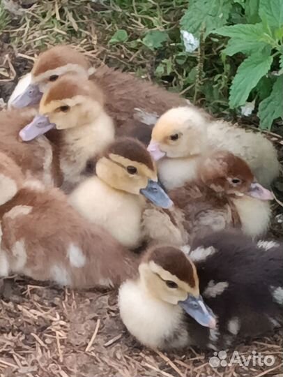 Утка с утятами