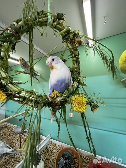 Волнистые попугаи, птенцы, чехи, радужные, пинто