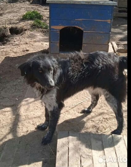 Молодой кобелек кастртрован, привит