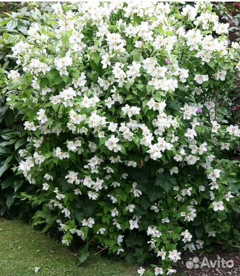 Жасмин (чубушник)