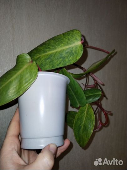 Комнатные цветы