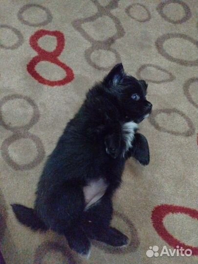 Гномики пушистые