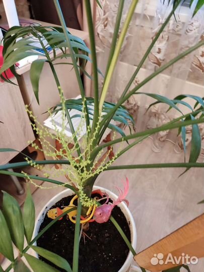 Пальма Хамедорея изящная