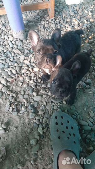 Французский бульдог щенки девочка