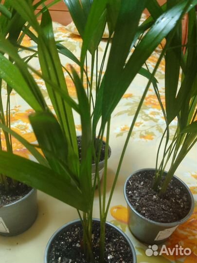 Комнатные цветы