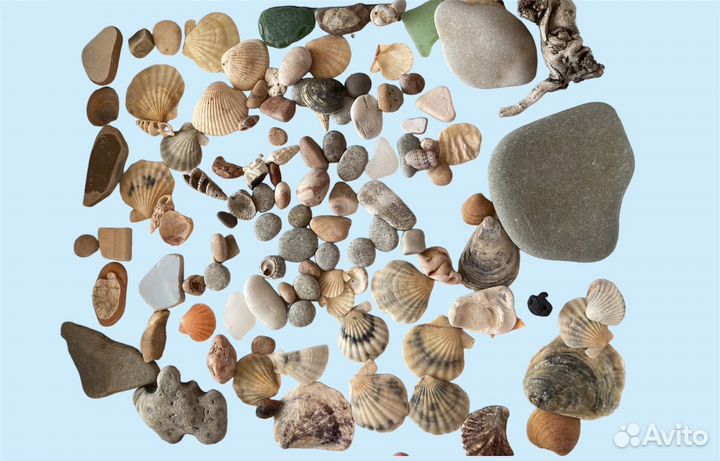 Камень ракушка