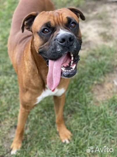 Боксер на вязку