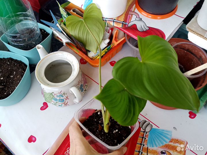 Обновлено.Алоказия Аzlani(клубень),хамелонема