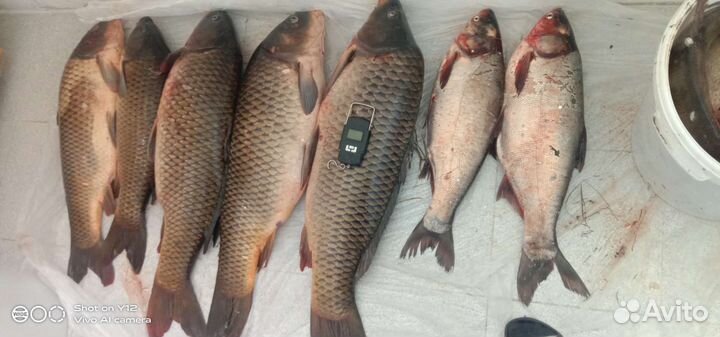 Свежая рыба