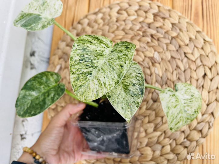 Филодендрон Гигантум вариегатный / Giganteum var