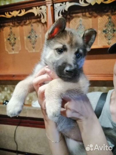 Собаки щенки