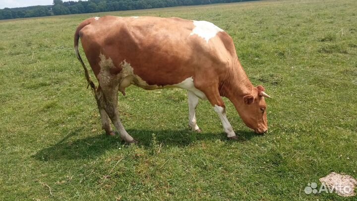Корова первым отелом