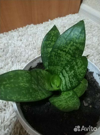 Сансевиерия